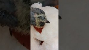 Погибающему птенцу подсунула мягкую игрушку и он принял её за своих родителей!!!