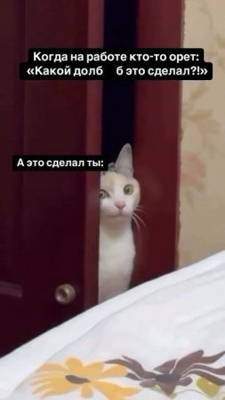 Когда на работе кто-то орет: "Какой ххх это сделал?"