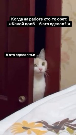 Когда на работе кто-то орет: "Какой ххх это сделал?"