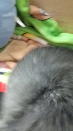 Ши