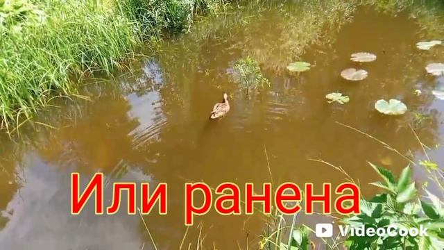 Утка прилетела в гости