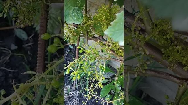 виноград Заря не Святая результаты опыления