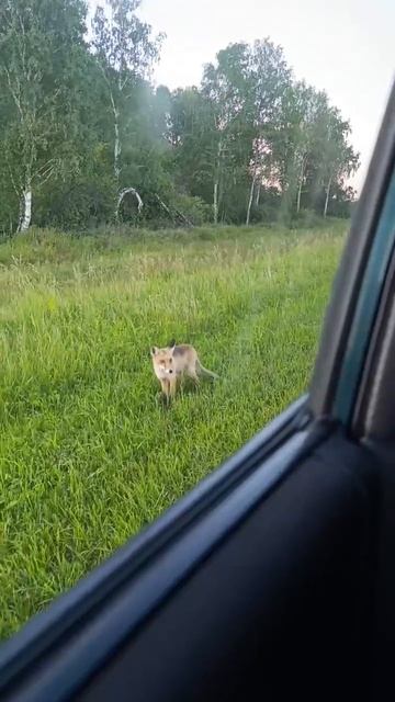 Лису заметили недалеко от Шадринска.