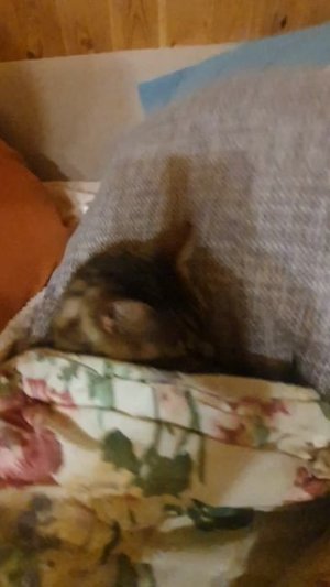 🐈 Наша Маня