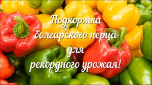 Подкормка Болгарского Перца для Рекордного Урожая!