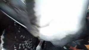 Голуби кусает на голова шею и дерётся из-за того что пришёл дождь 😓😓😓 ролик на улице 2025 🐦👊