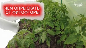 ЧТОБЫ ТОМАТЫ И ЛУК НЕ БОЛЕЛИ. ЧЕМ ОПРЫСКАТЬ ОТ ФИТОФТОРЫ и ПЕРОНОСПОРОЗА.