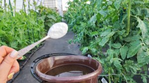 2 ложки на ведро воды и даже чахлые огурцы томаты перцы сразу обильно заплодоносят никогда не болеют