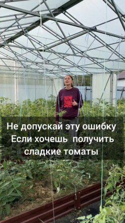 🍅Если хотим получить действительно сладкие томаты,  не удаляем просто так листву.