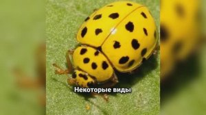Божьи коровки: 14 неожиданных фактов, которые вас удивят! Почему их боятся виноделы?