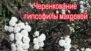 Сад за копейки из черенков, укореняю в открытом грунте.