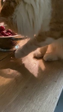 Ах, без вас я, как без сердца
