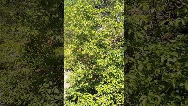 Красиво поют цикады на горе в Большом Утрише на Чёрном море