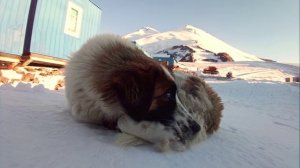 2021 Эльбрус стих