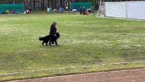 2 Отл. СС Оао 'Сумз' Медная Империя МАРКУС +++ №55. КЧК ЗАРЕЧНЫЙ 22 июня`25 Моно немецких овчарок