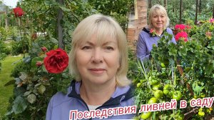 После ливней в саду и огороде.Есть потери.Реанимирую цветы.Муравьи атакуют- это средство помогает