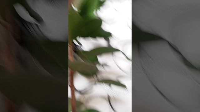 обновлённая последняя часть я появился