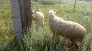 ДРАКА БИТВА ЗАМЕС - ЛЮТАЯ БИТВА 🐑🐐 ЯРКА УНИЧТОЖАЕТ КОЗЛА