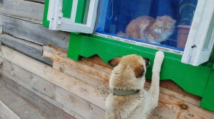 Две девчонки.