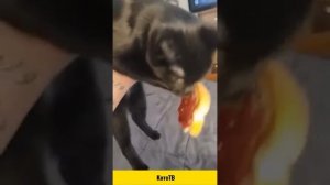 😻 Самые смешные кошки! 🐈 Подборка смешных видео котов, котят и собак! 😺
