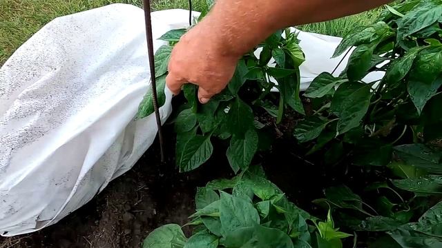 Перцы на 4 июля