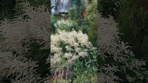 Зацвели клематисы и флокс , волжанка.