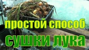 Очень простой и эффективный способ сушки лука в домашних условиях