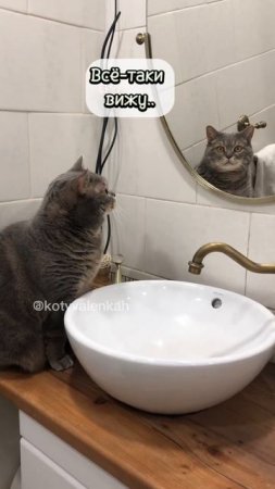 Кто узнал себя? Признаватесь! #котики #котвваленках