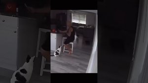Коты это не только жидкость, но и проблемы