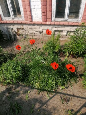 В Чувашииорпссность гапажденичиДронла