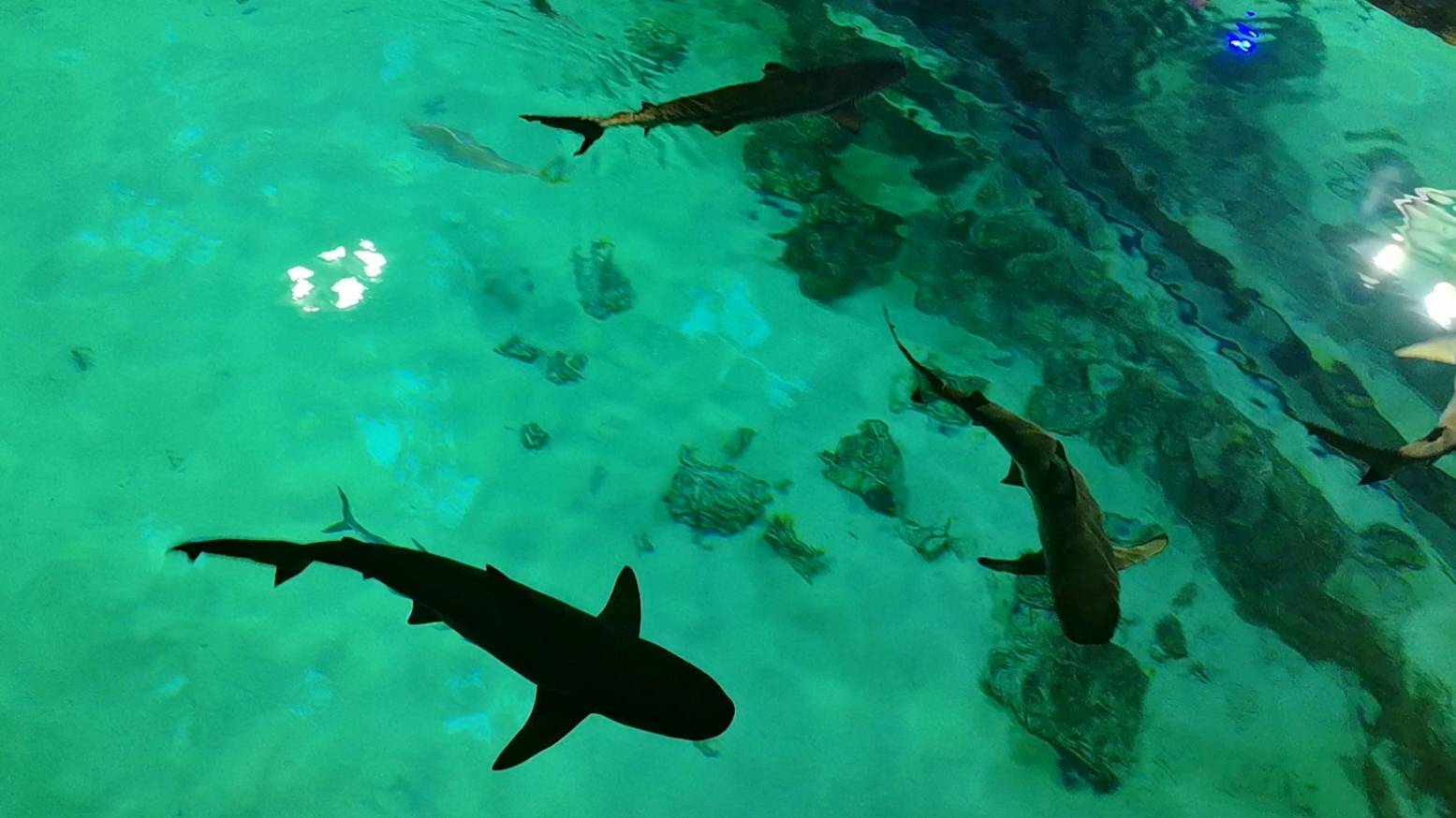 Где в Москве можно выпить чашечку кофе, наблюдая за акулами и скатами? смотреть онлайн