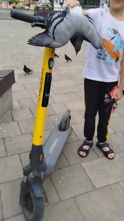 злой голубь 🕊️ 😡