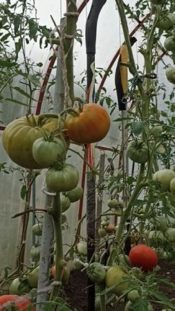 И в Сибири вырастут чудесные овощи и фрукты.