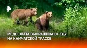 "Вот попрошайки": трое медвежат выпрашивают еду у водителей на трассе на Камчатке