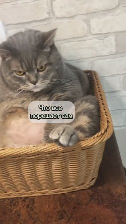Кот бандит #котики #котвваленках