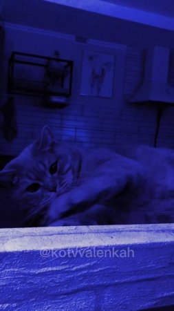 #котики  #котвваленках