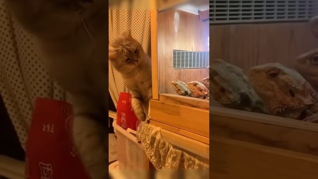 Какие котяры ХАХАХАХАХА 😆😆😆