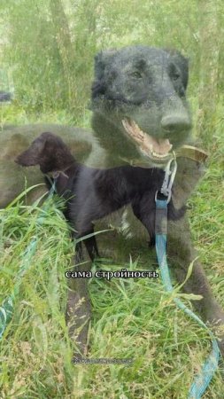 Клякса в добрые руки