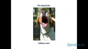 4_1_dog