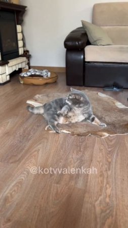 Кот футболист  #котики #котвваленках