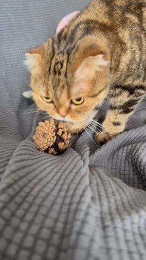 Шотландская вислоухая кошечка 🐈