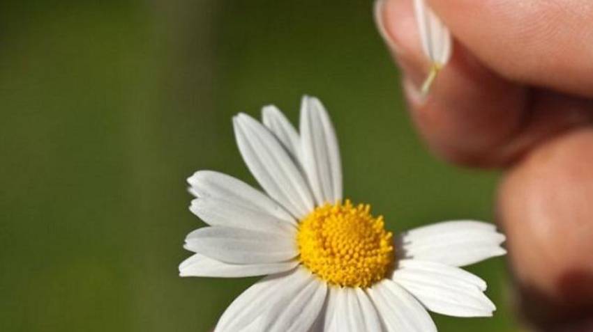 Песня "На ромашках не гадай"Кавер смотреть онлайн