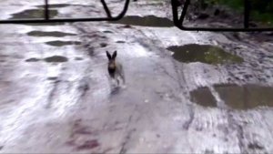 Заячий выводок .РУССКИЕ ГОНЧИЕ Свирель и Аргон 1г.4 мес. вл. Шатров В.А.#охотасгончей#топ #hunting