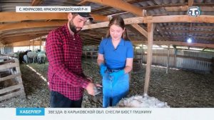 На полуострове заканчивается сезон стрижки овец