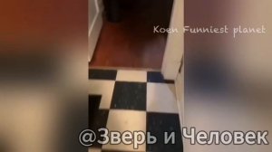 Дикий смех: звери и люди без тормозов! 😂 [Выпуск №4]