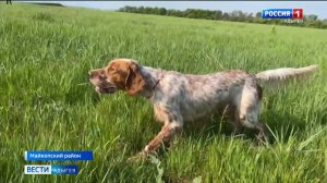 Официально в мире признано около 400 различных пород собак