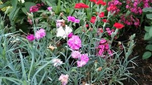 Какую красоту можно вырастить из семян! Многолетние цветы из семян!