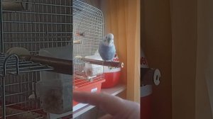 Волнистик Кешка  на пальчик