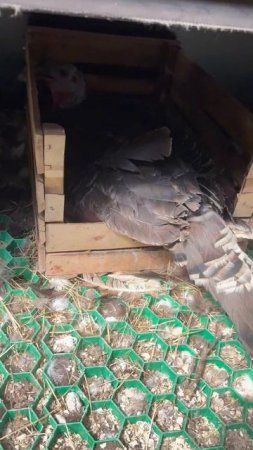 Ждем пополнения сразу в нескольких семьях