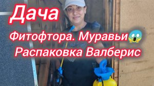 Дача. Фитофтора. Муравьи😱Распаковка Валберис